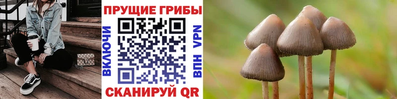Псилоцибиновые грибы Psilocybine cubensis Ленск